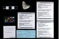 Foto (Objekt + Etikett) von Coelopus sp.  (NHMW-GEO-2007z0149-0342b)
